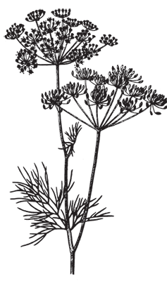 image dill