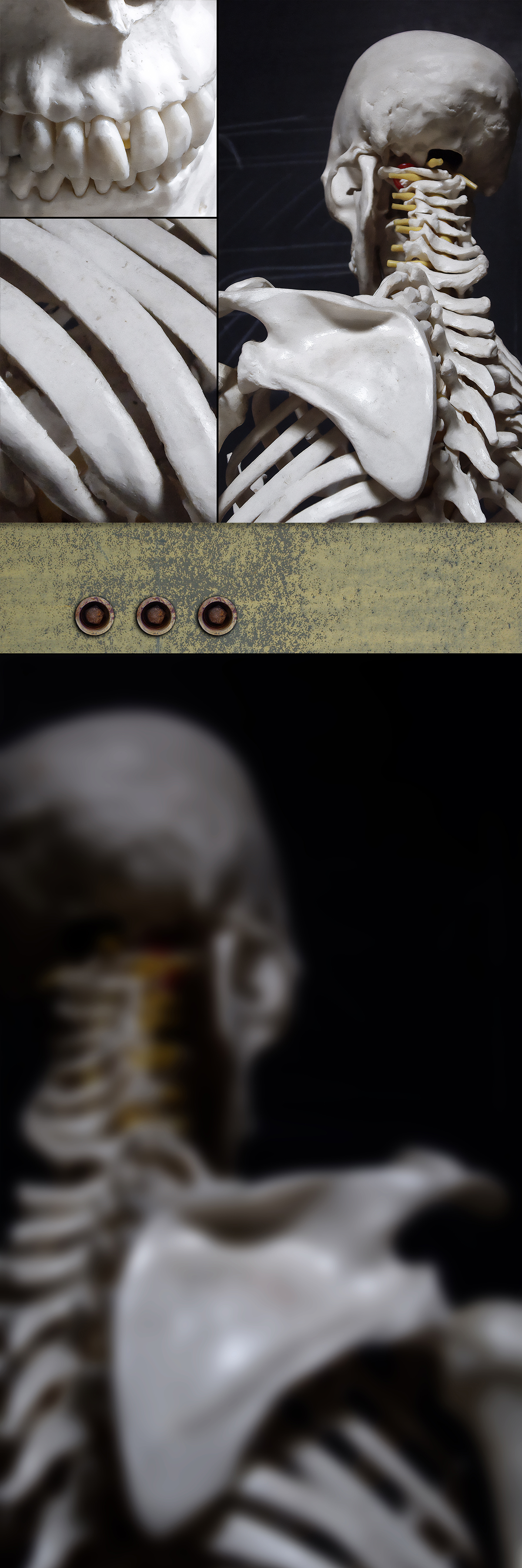 photo composition of bones, Weatherford, Oklahoma