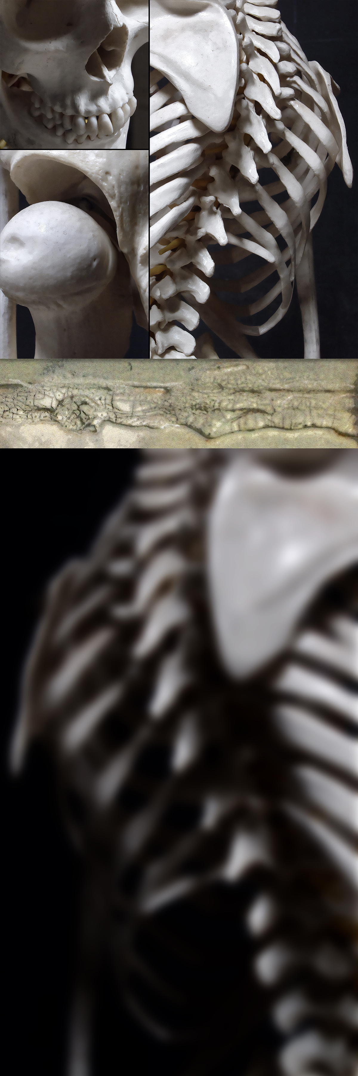 photo composition of bones, Weatherford, Oklahoma