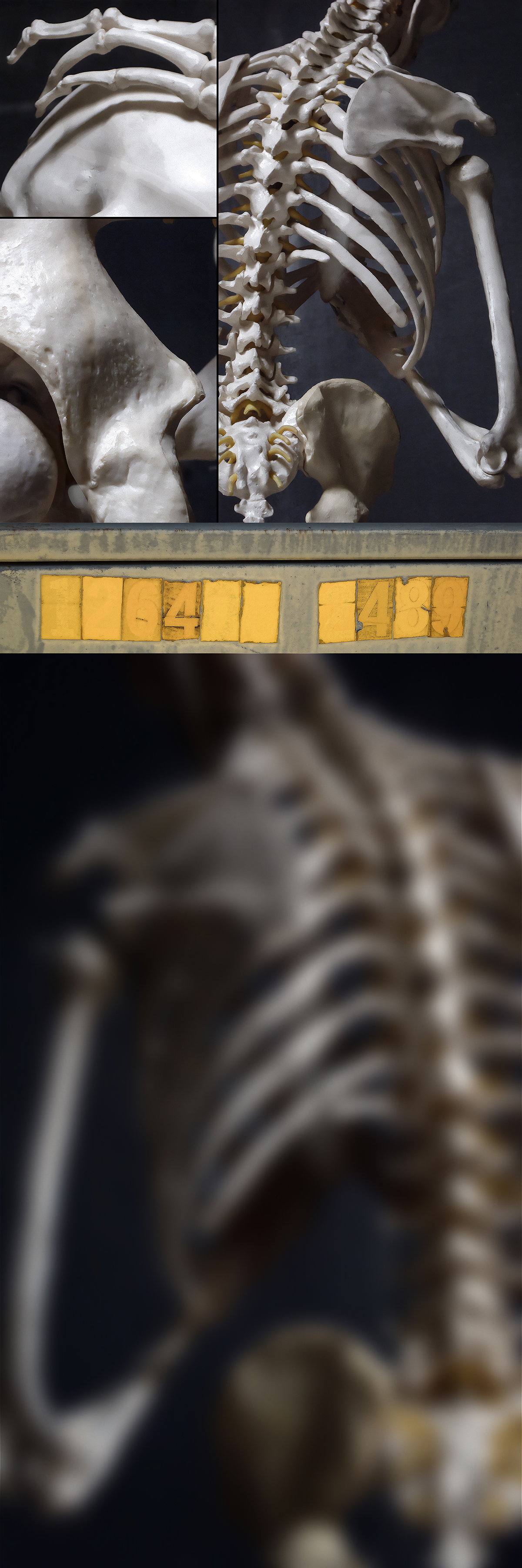 photo composition of bones, Weatherford, Oklahoma