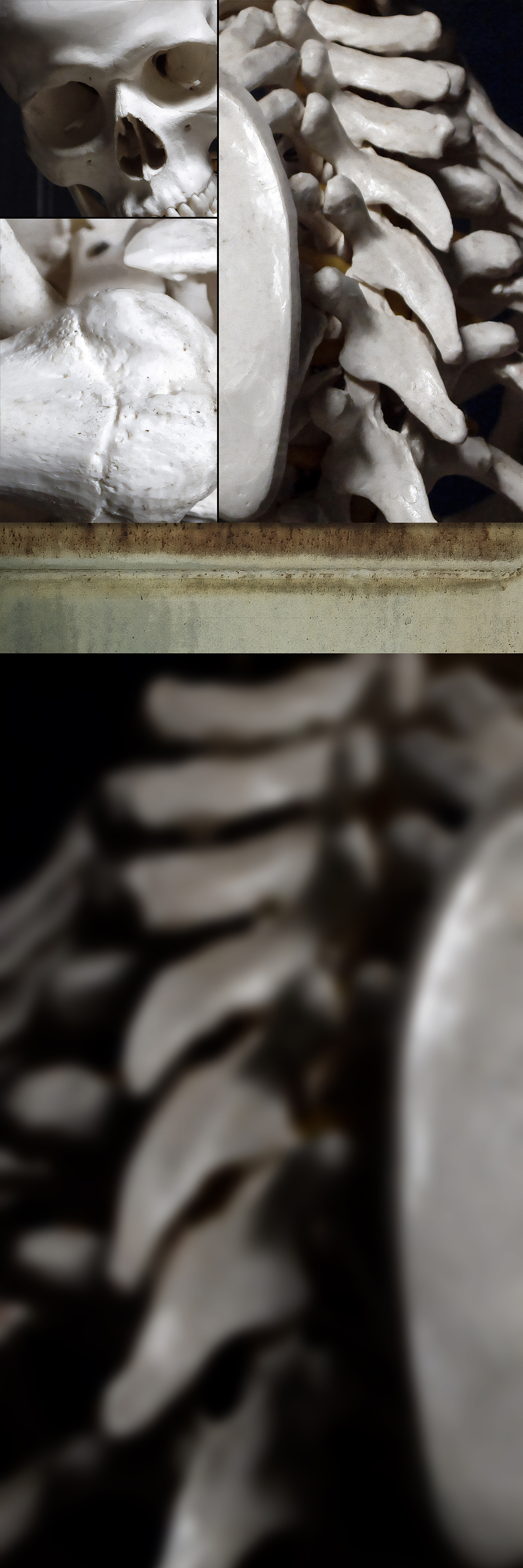 photo composition of bones, Weatherford, Oklahoma