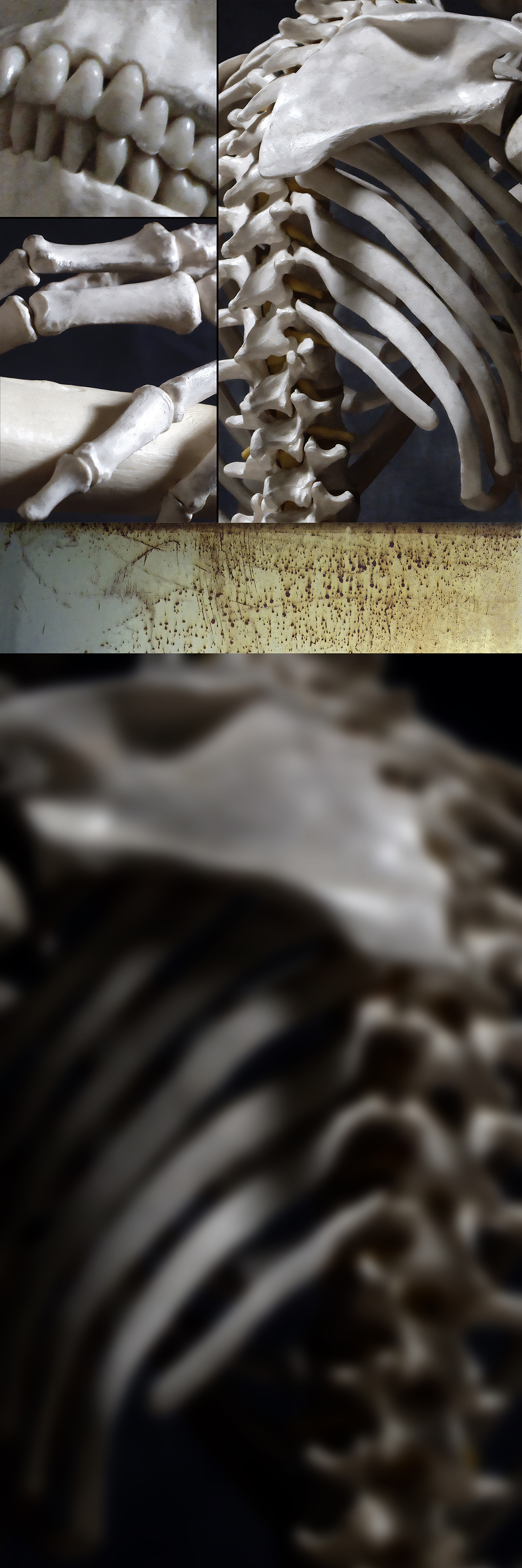 photo composition of bones, Weatherford, Oklahoma