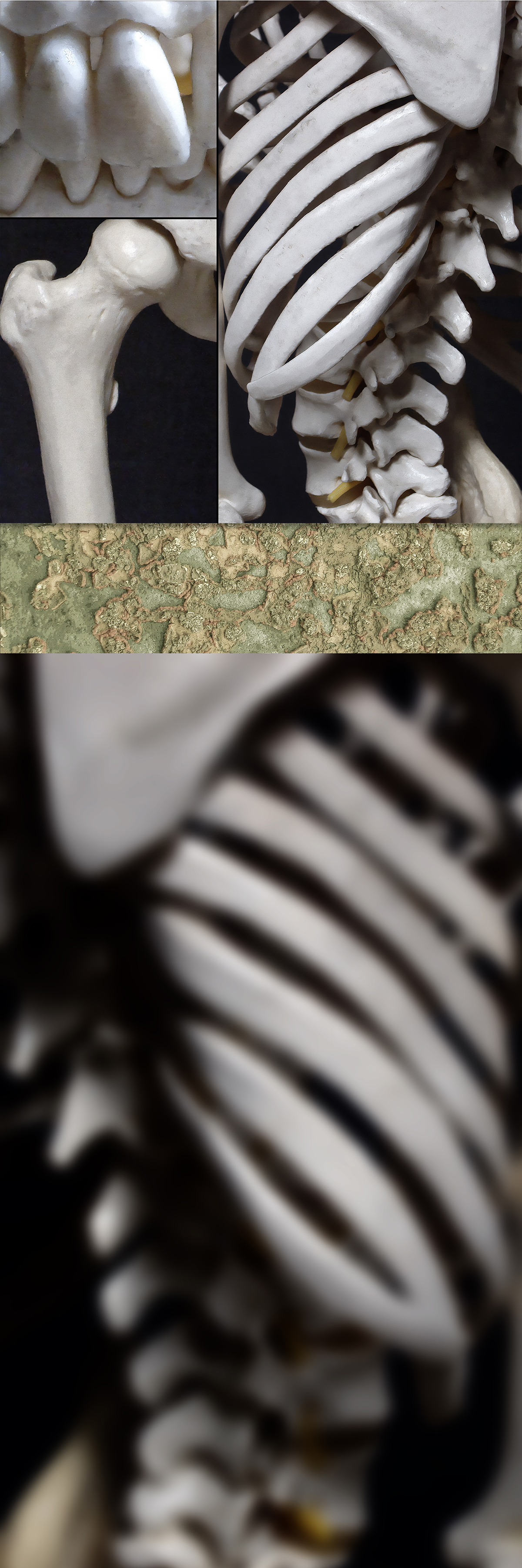 photo composition of bones, Weatherford, Oklahoma